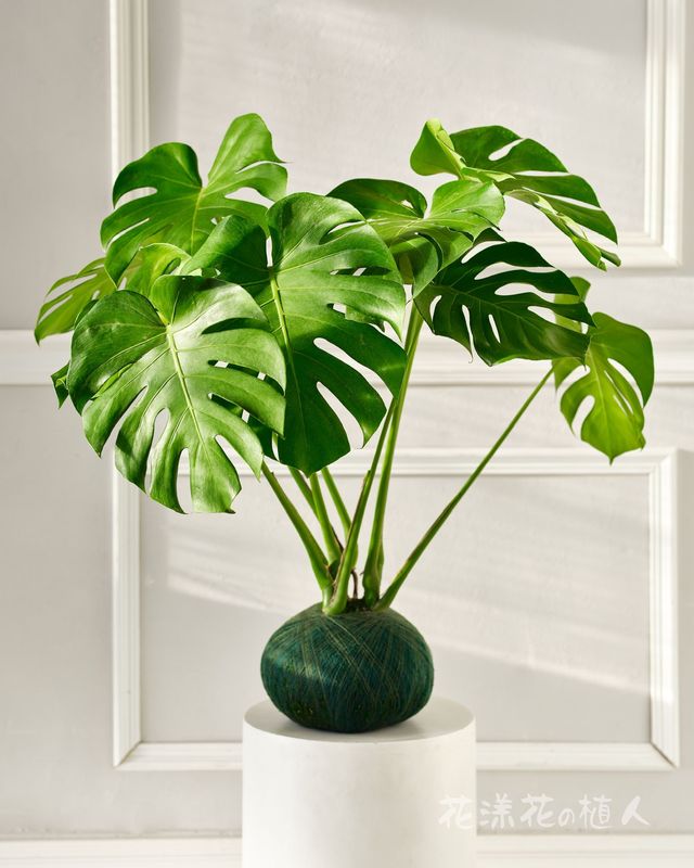 龜背葉苔球(L) – 療癒系綠植，為空間注入自然美感