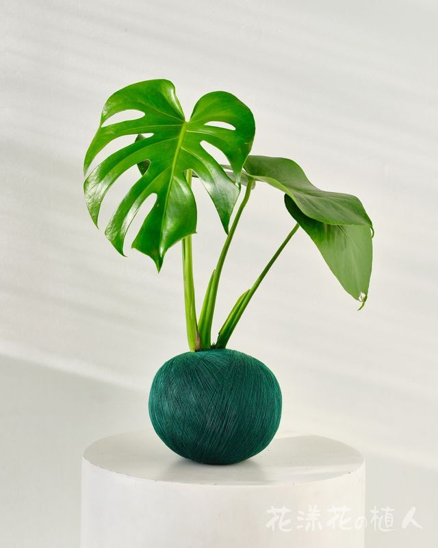 龜背葉苔球(M) – 療癒系綠植，為空間注入自然美感